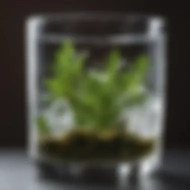 Aromatic herb infused water in a crystal clear glass