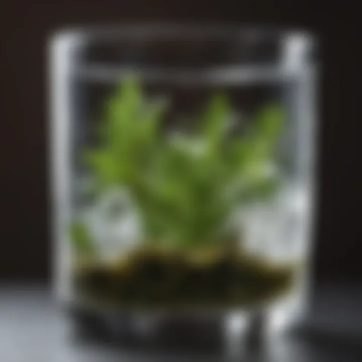 Aromatic herb infused water in a crystal clear glass