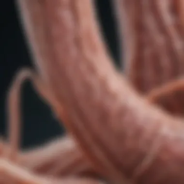 Microscopic View of Muscle Fiber Muscle fiber under a microscope