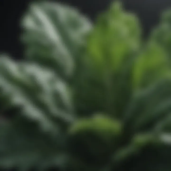 Green Kale Leaves Close-Up