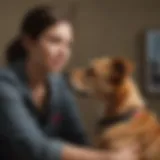 Canine Companionship at El Paso Dog Shelter