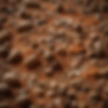 Close-Up of Expired Dry Spice Close-up of expired dry spice