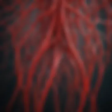 An intricate network of blood vessels in the body