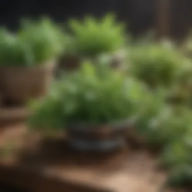 Herbs for Digestive Health Fresh herbs known for their digestive benefits