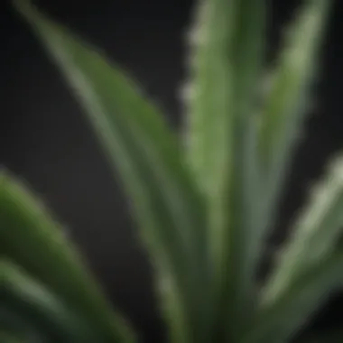 Soothing Aloe Vera Leaf Soothing Aloe Vera Leaf