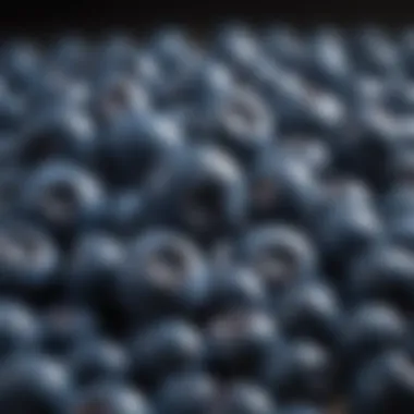Plump Blueberries Bursting with Freshness and Nutrients Fresh and juicy blueberries for a burst of flavor and nutrition