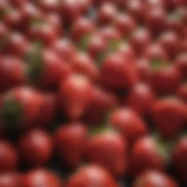 Freshly Harvested Organic Strawberries