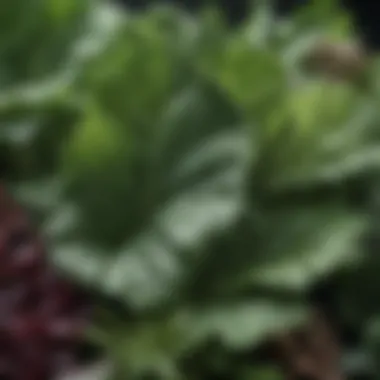 A close-up of leafy greens highlighting their nutritional value