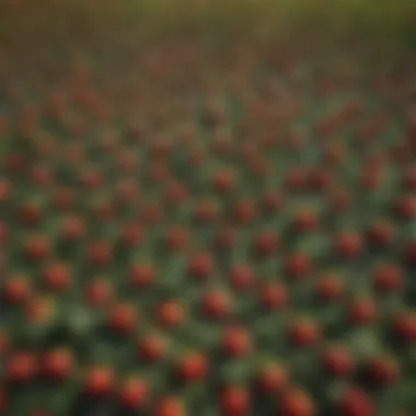 An aerial view of a strawberry field, illustrating sustainable farming practices and the lush greenery surrounding the plants.