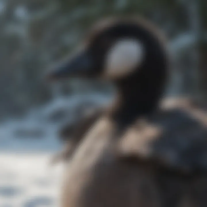 Canada Goose coat in a snowy outdoor setting