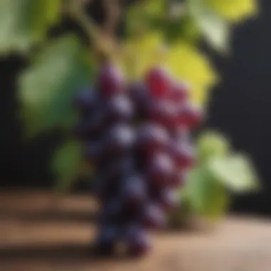 Plump Purple Grapes Clusters of vibrant purple grapes on a vine