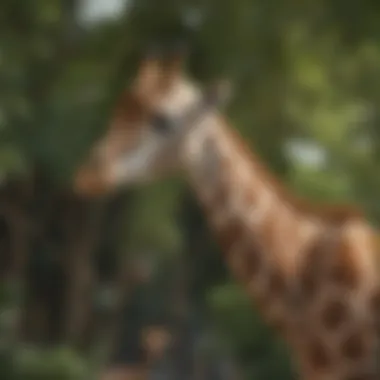 Graceful giraffes grazing on leafy branches