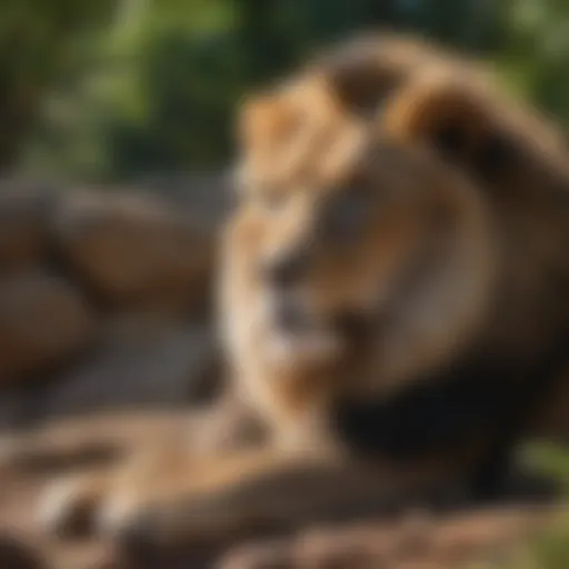 Majestic lion resting in the shade