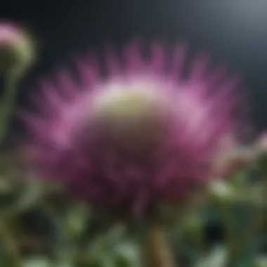 Milk Thistle Plant Extract