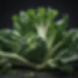 Nutrient-Rich Green Vegetables