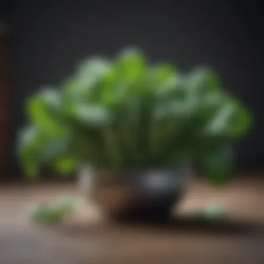 Spinach Splendor Vibrant Spinach for Neuroprotection