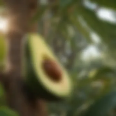 Pollination Process of Long Neck Avocado Tree