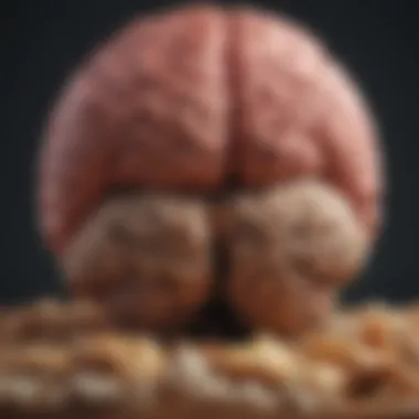 A visual depicting the brain highlighting hunger signals