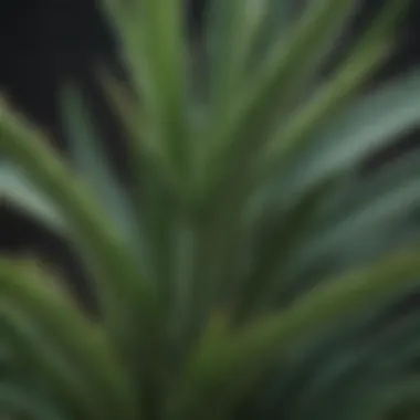 Close-up of aloe vera leaves showcasing their succulent texture and vibrant green color.