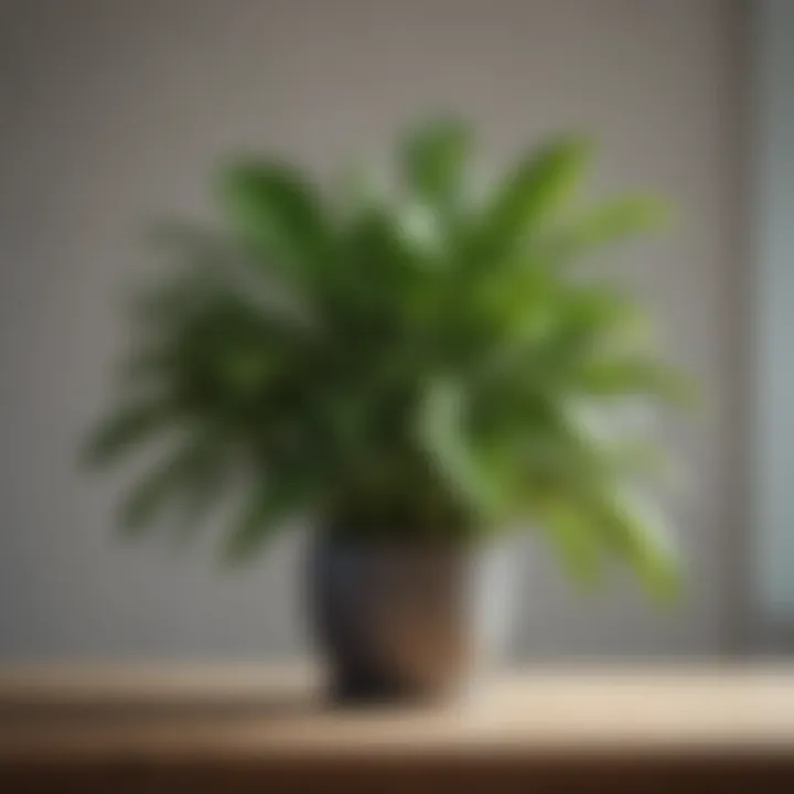 Tranquil Foliage Indoor Plant