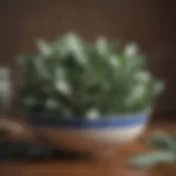 Eucalyptus leaves in a ceramic bowl