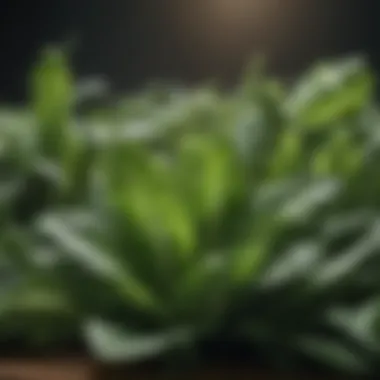 Nutrient-Rich Green Leafy Vegetables Green leafy vegetables
