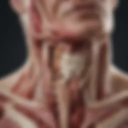 Anatomical illustration highlighting the side region of the body