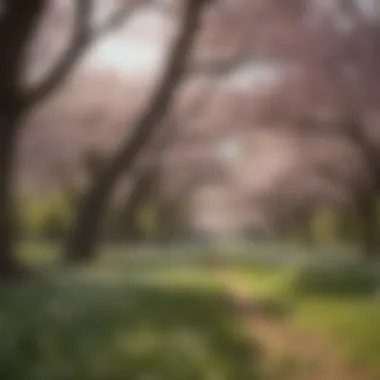 A scenic view of flowering trees in spring