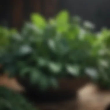 Green Power Dark leafy greens packed with essential vitamins