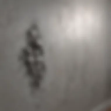 Grey Mold Infestation on Wall Wall with visible gray mold patches